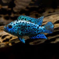 Pielęgnica Electric Blue Jack Dempsey - Rocio octofasciata