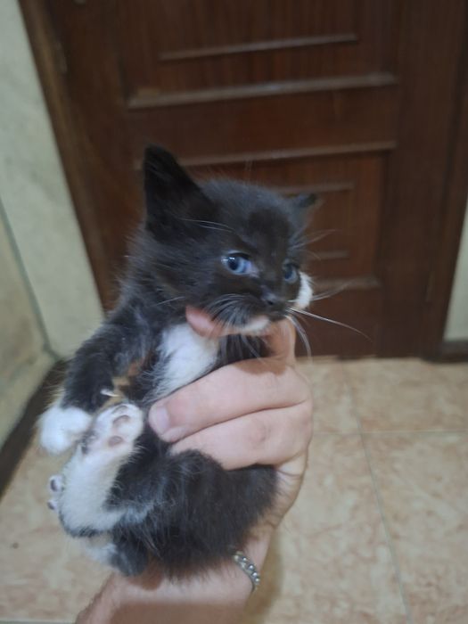 Gatinhos bebé para adoção.
