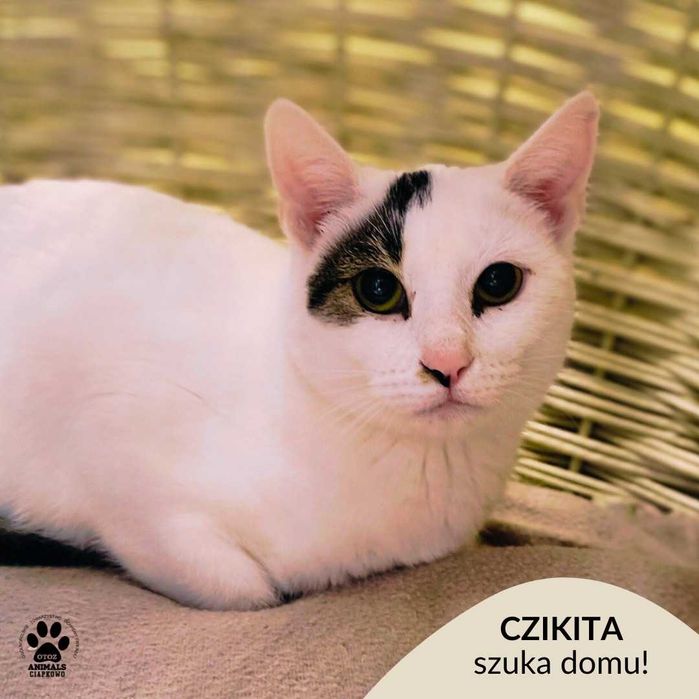 Urocza Czikita czeka na kochający dom! OTOZ Animals Ciapkowo