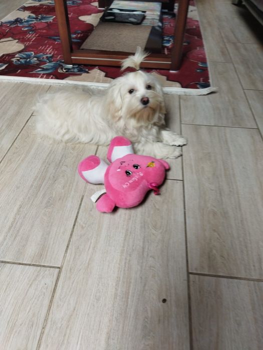 Piesek Elwis Hawańczyk. Gotowy do odbioru