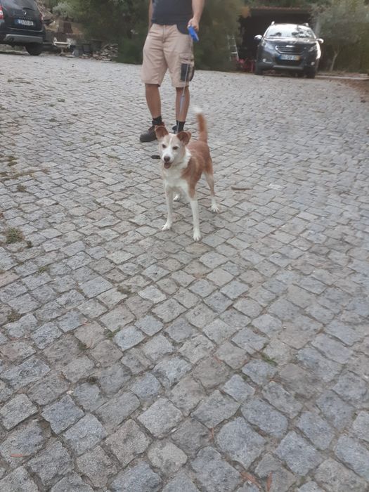 Cachorro Podengo para doar
