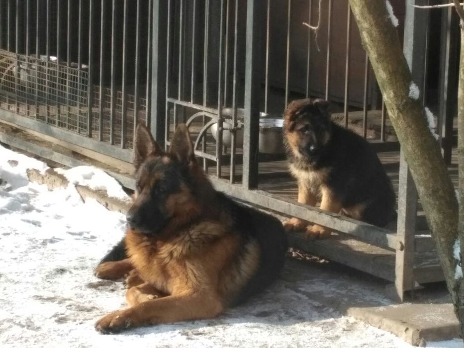 Продаємо щенят німецької вівчарки