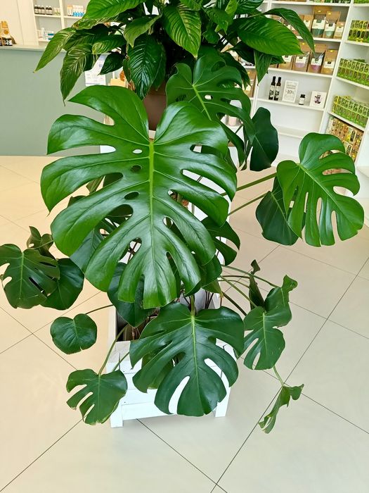 Monstera 140-150 cm