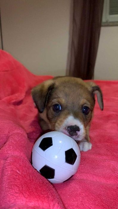 Pet sitting - Cães e gatos