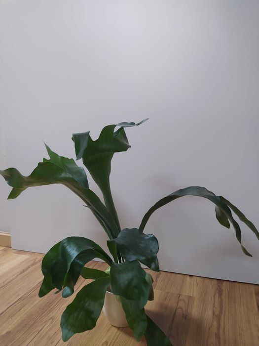 Piękne "łosie rogi"/płaskla (z rodzaju Platycerium), roślina pokojowa