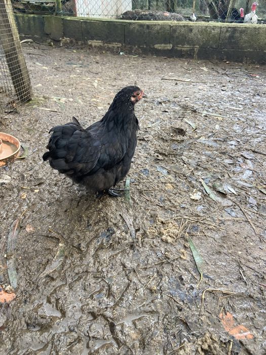 Ovos férteis e pintos de raça