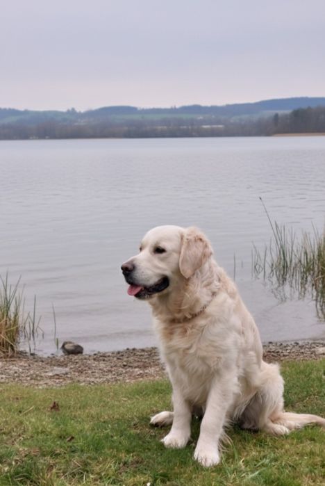 Golden Retriever reproduktor krycie