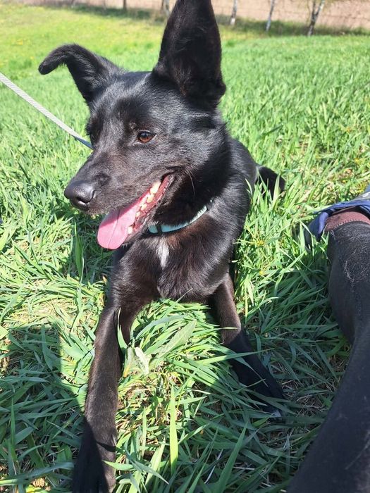 Lśniący jak kamień szybki jak błyskawica -Onyx do adopcji