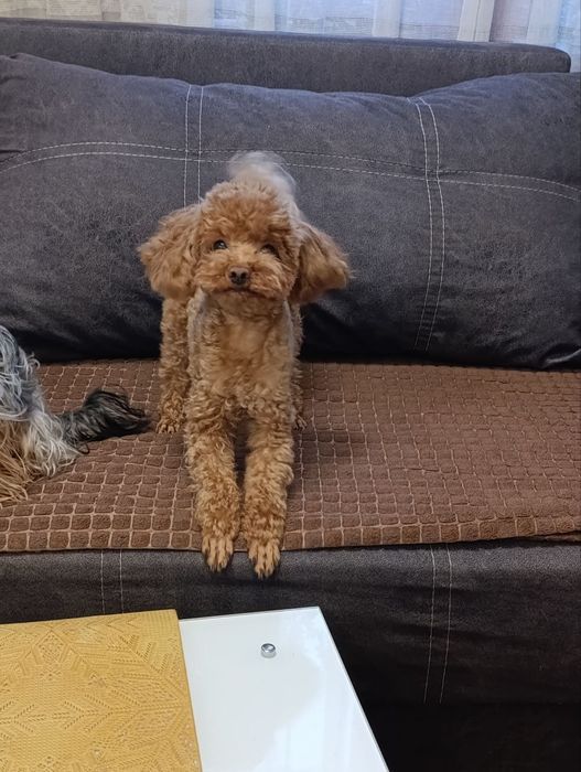 Предлагаем для вязки теддт тикап пуделя! Китай!