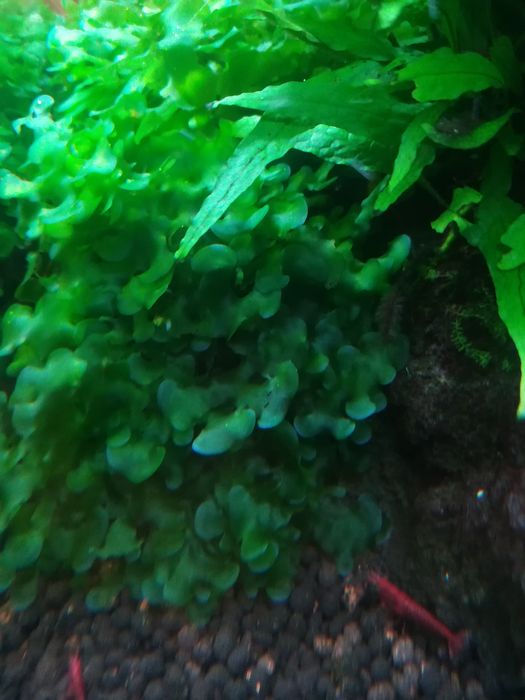 Musgo Round Pellia