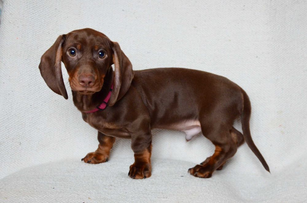 Jamnik czekoladowy - piesek