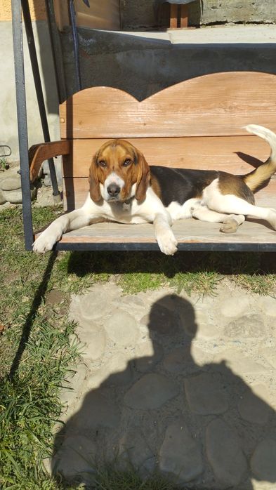 В'язка естонський гончак