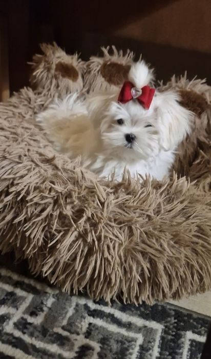 Maltańczyk przepiękne,lalkowe,urodziwe.maltanczyk czystej krwi