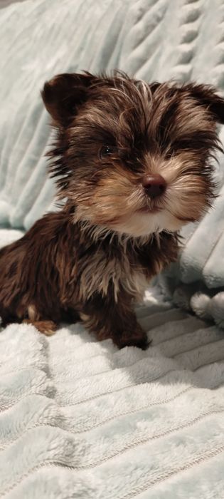 Yorkshire terrier czekoladowa suczka