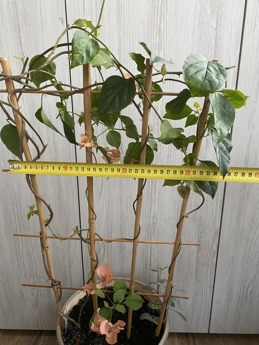 Бугенвілія, вазон, кімнатні рослини