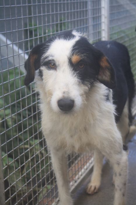 Dogos macho jovem de porte grande