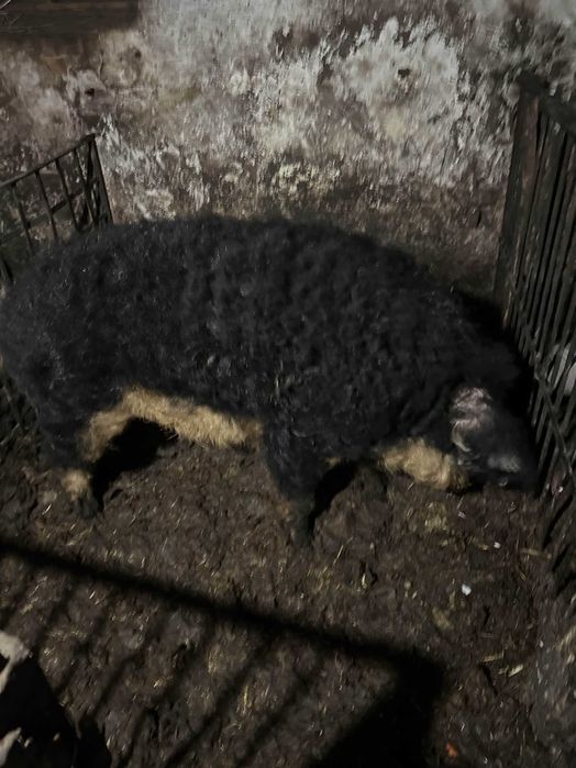 Knur mangalica do rozpłodu / hodowli / uboju
