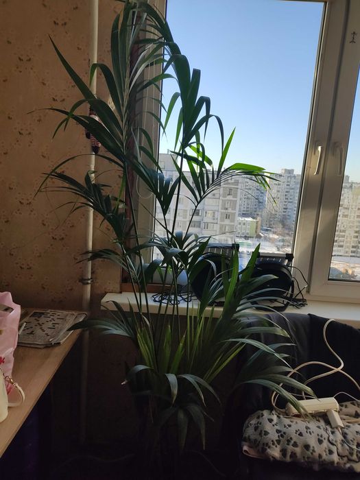 Вазон Драцена великий