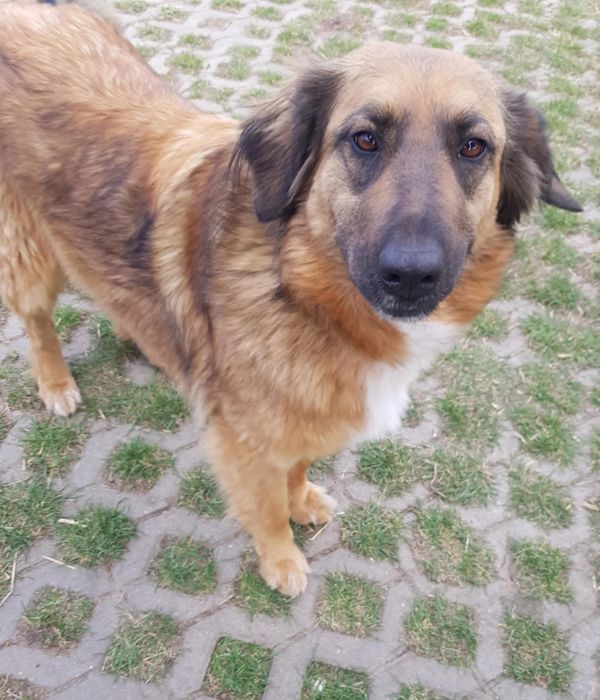 Sunia do Adopcji