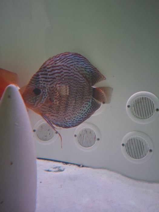 Casal de Discus grandes