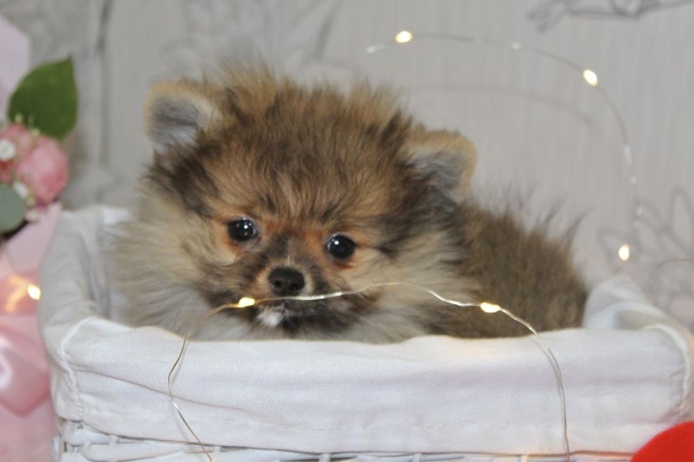 Бомбезні міні шпіцулі