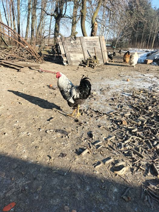 Sprzedam koguty ozdobne