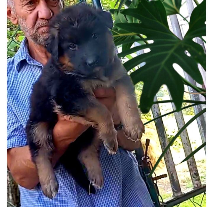 Питомник.Щенки нем овчарки.