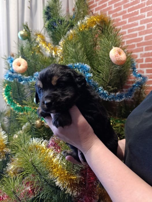 Віддам в добрі руки