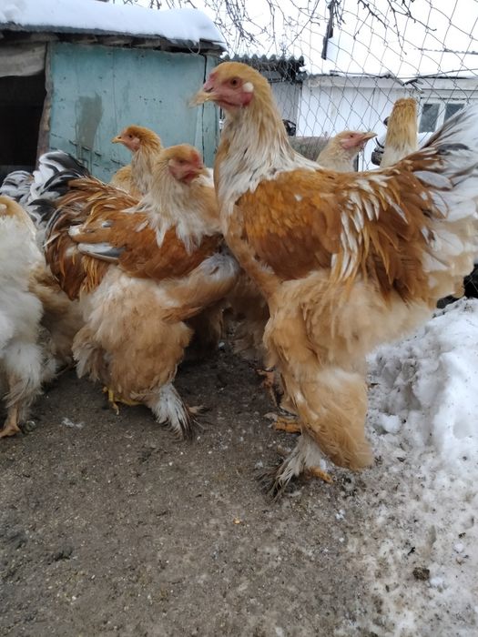 Брама лимон Інкубаційне яйце курчата підрощена птиця