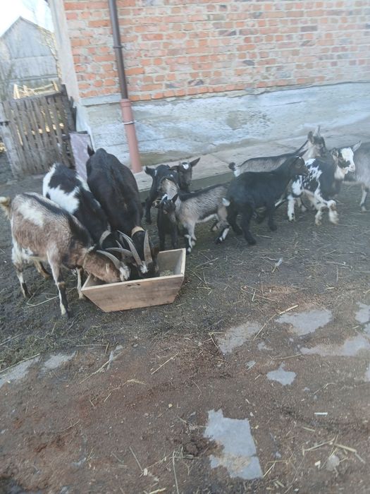 Продам кози і козинята