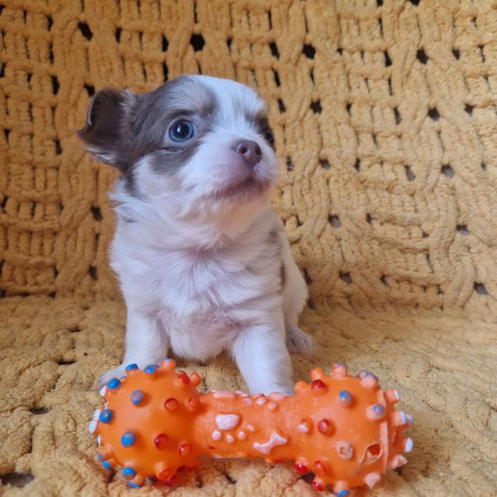 Девчулька чихуахуа