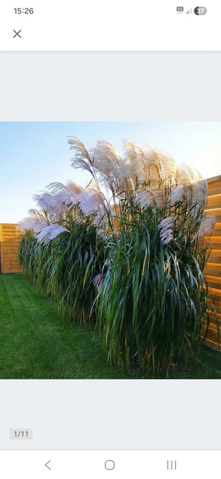 Trawa ozdobna Miskant chinski