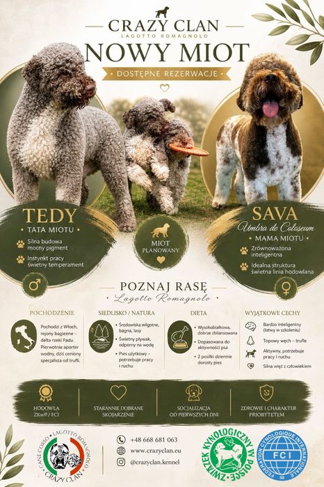 Lagotto Romagnolo piesek ZKwP FCI
