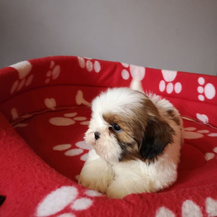 ***   Shih Tzu z domowej hodowli.  ***