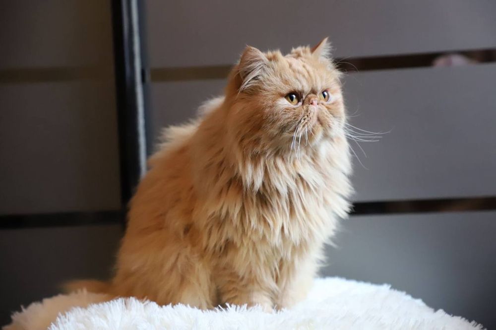 Персидский котик для вязки