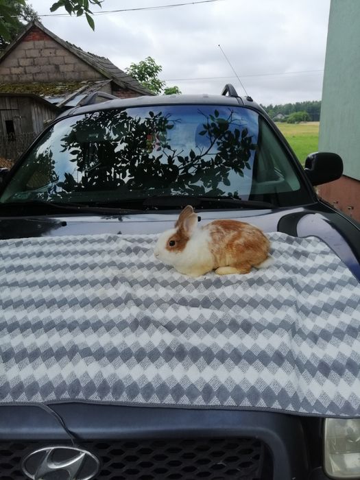 Oddam królika miniaturkę w dobre ręce