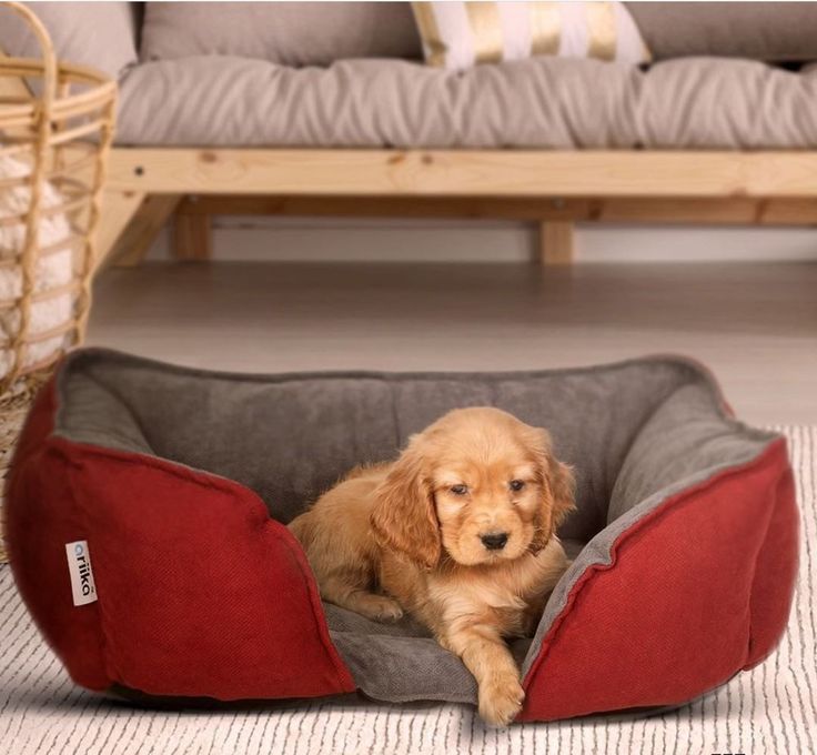 Малюки спанієля з великим серцем