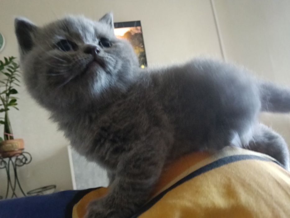 Неперевершене  кошеня для вашого комфортного життя.