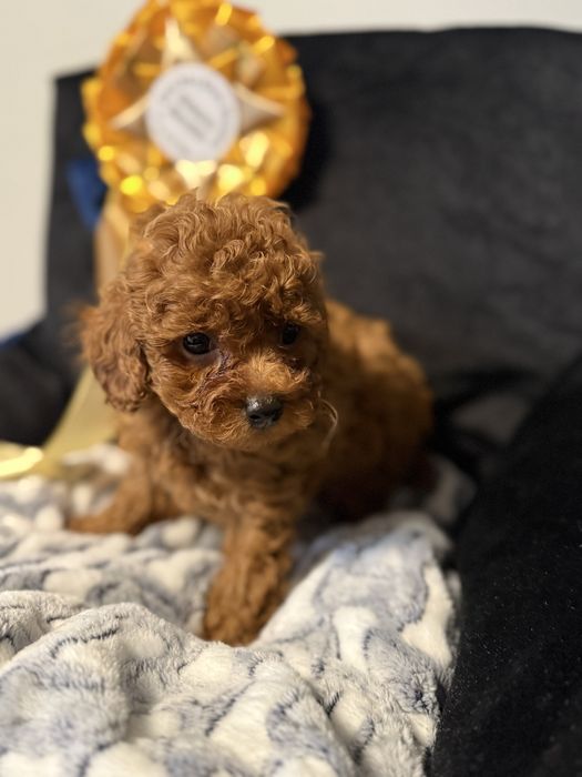 Pudel mała miniatura piękny wzorcowy piesek