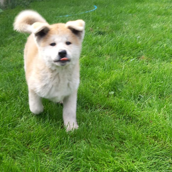 Akita Inu suczka FCI
