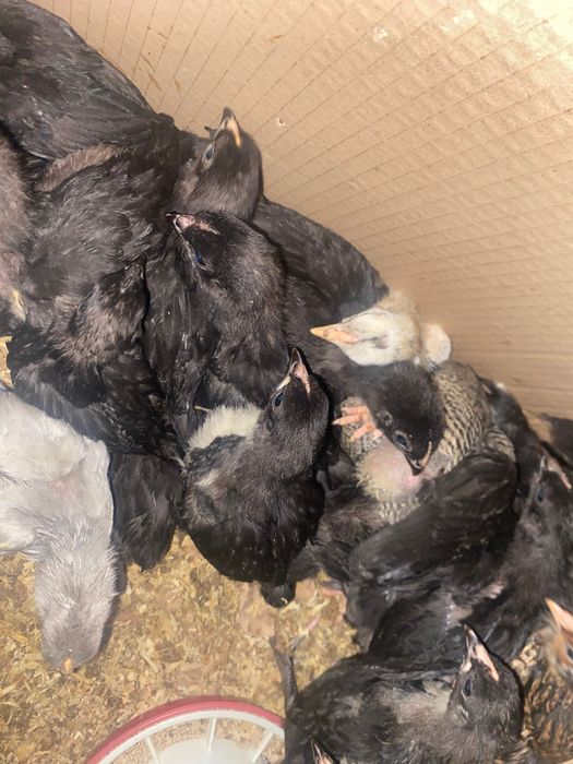 Kurczęta Australorp i mix Wyndotte Barnewelder łuskowane