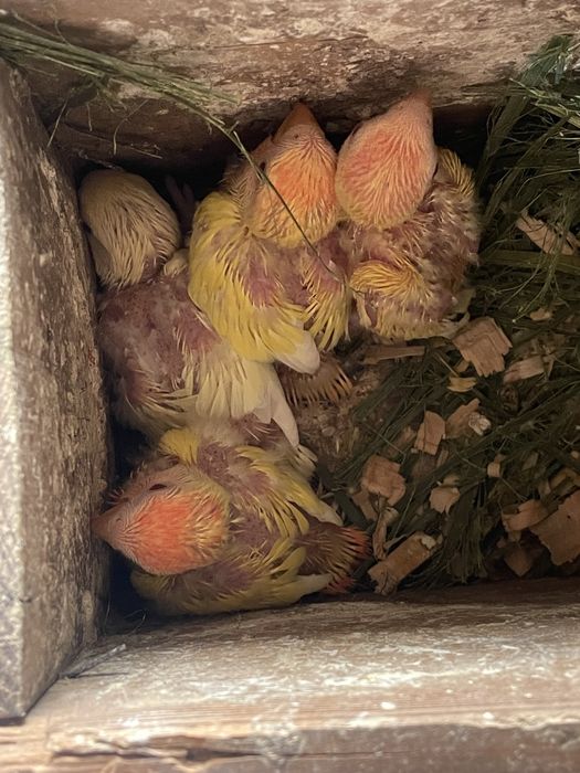 Aves para criar a mão (Rosicolis, caturras e kakatikis)