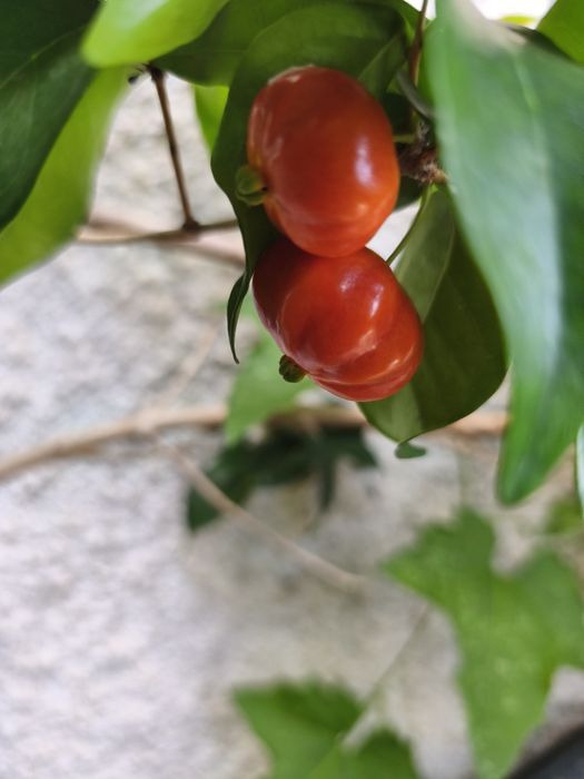 Árvores frutíferas e plantas exóticas e tropicais.
