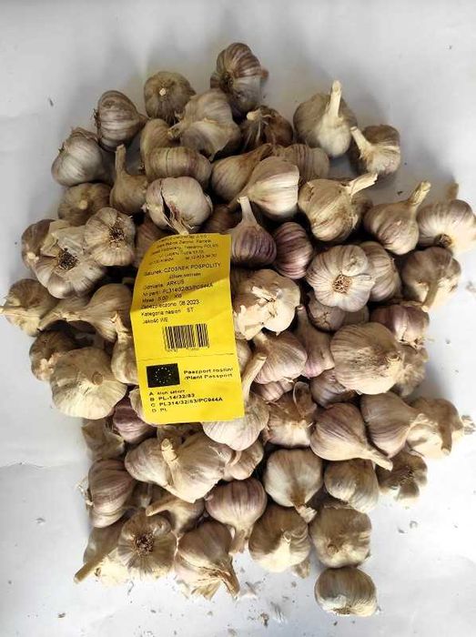 Czosnek zimowy Arkus 5kg Do sadzenia