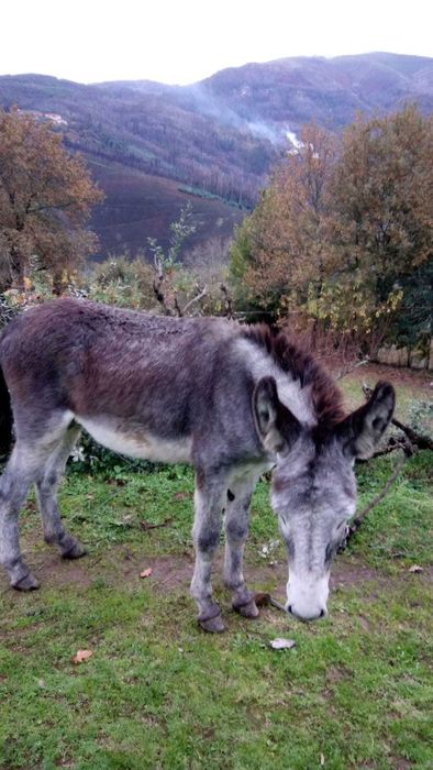2 animais: Burro cerca de 2anos e mãe cerca de 12 anos prenha registados e desparasitados