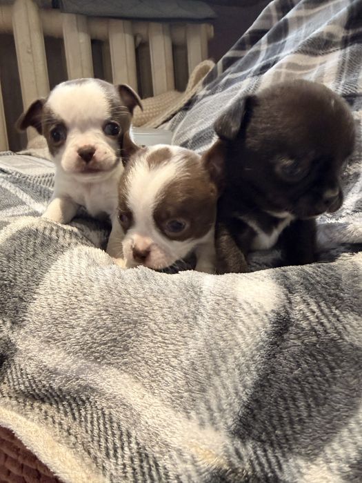 Дітки чихуахуа , хлопчики і дівчинка з документами