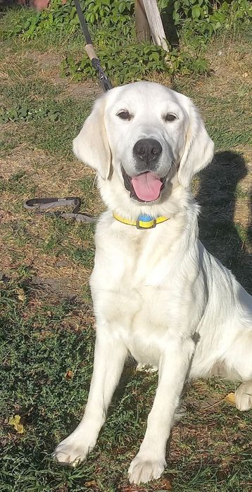 Золотистий ретривер цуценята