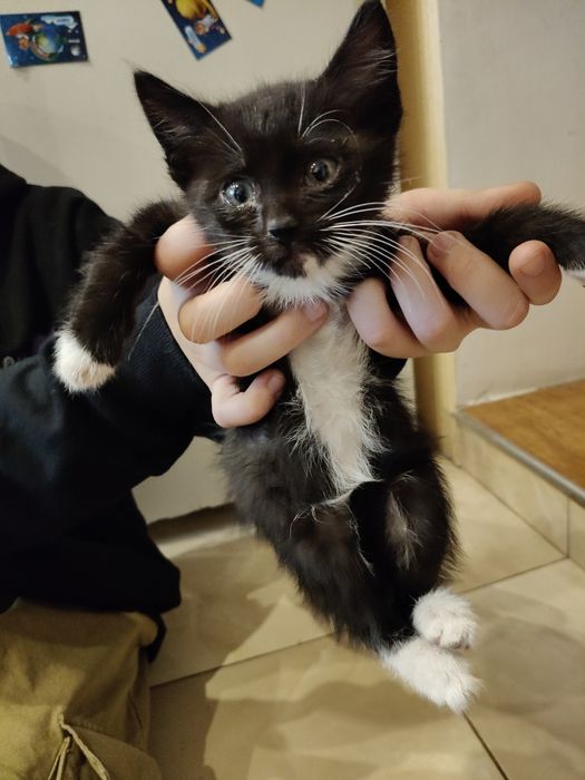 Віддам котиків з передової