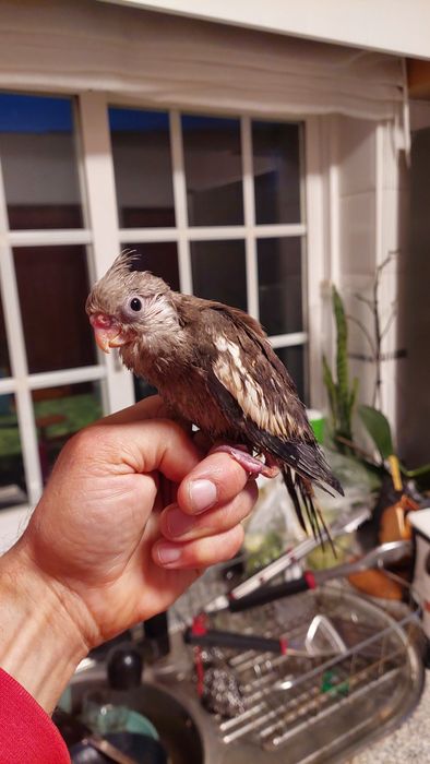 Caturras bebes para acabar de criar a mão