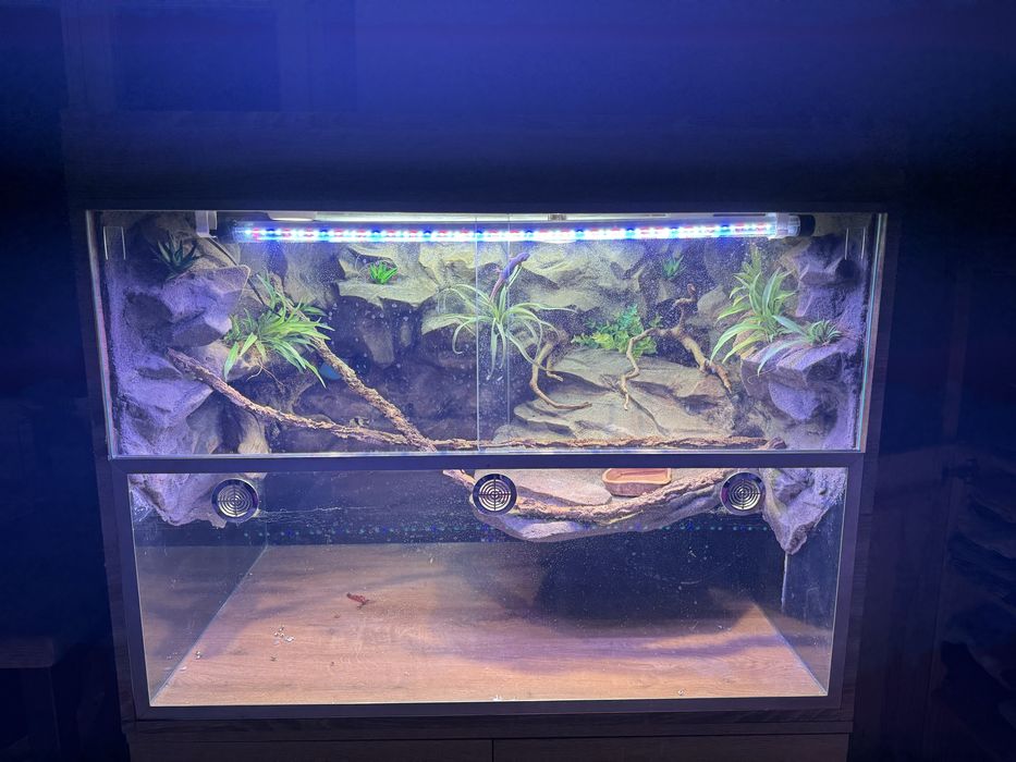 Aquaterrarium gekon, felsuma, rybki